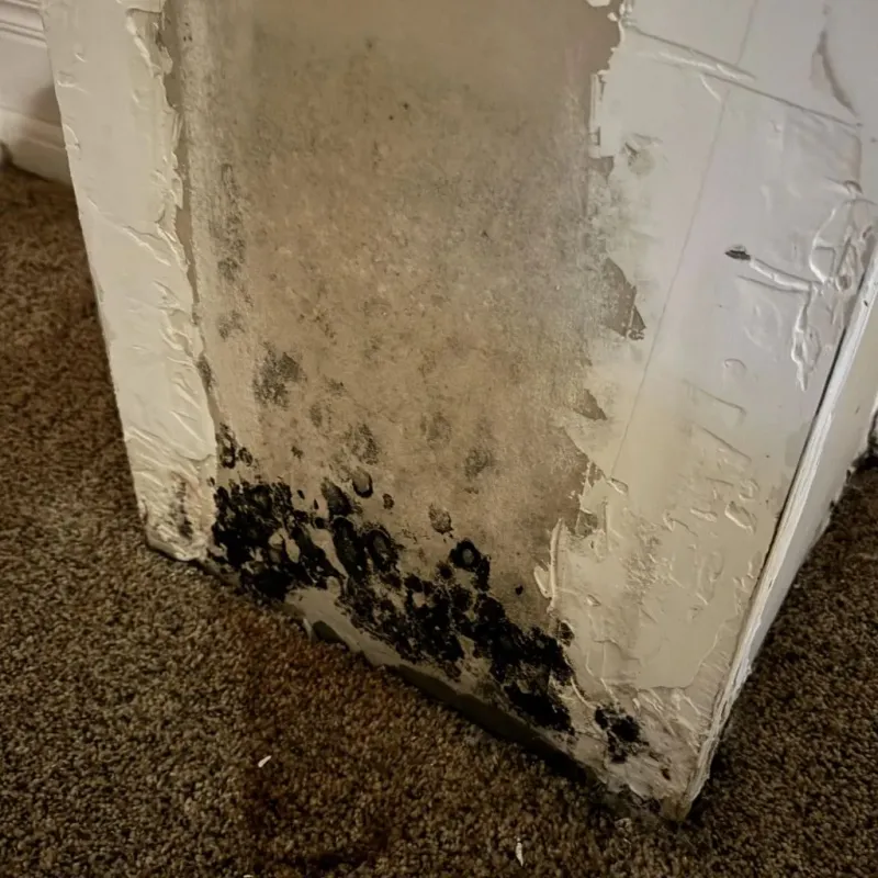 Professional Mold Removal in Brodhead, WI
